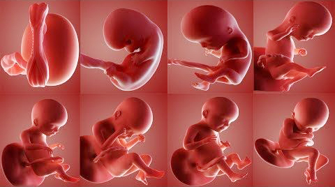 رشد قبل از تولد در نوزاد | سیر تکامل جنین در دوران بارداری | جنین و مادر